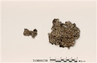 藏品(雙歧根梅衣屬)的圖片